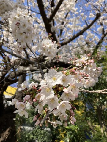 桜　春　スタートの時期